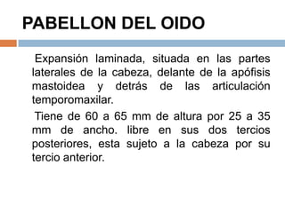 PABELLON DEL OIDO
Expansión laminada, situada en las partes
laterales de la cabeza, delante de la apófisis
mastoidea y detrás de las articulación
temporomaxilar.
Tiene de 60 a 65 mm de altura por 25 a 35
mm de ancho. libre en sus dos tercios
posteriores, esta sujeto a la cabeza por su
tercio anterior.
 