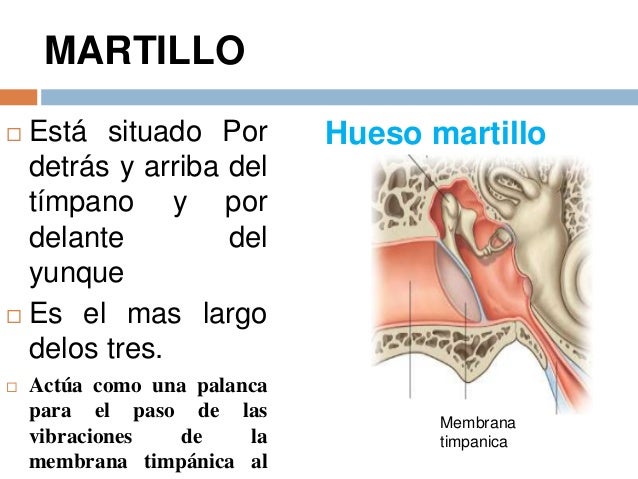 Clase sentido del oído