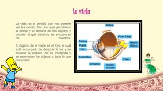 La vista
La vista es el sentido que nos permite
ver las cosas. Con los ojos percibimos
la forma y el tamaño de los objetos y
también a qué distancia se encuentran
de nosotros.
El órgano de la visión es el Ojo, el cual
está encargado de detectar la luz y de
enviarla al cerebro. Allí se interpreta y
se reconocen los objetos y todo lo que
nos rodea.
 