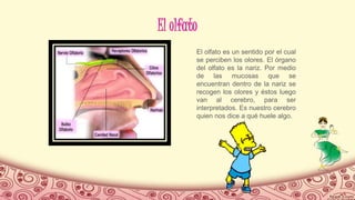 El olfato
El olfato es un sentido por el cual
se perciben los olores. El órgano
del olfato es la nariz. Por medio
de las mucosas que se
encuentran dentro de la nariz se
recogen los olores y éstos luego
van al cerebro, para ser
interpretados. Es nuestro cerebro
quien nos dice a qué huele algo.
 