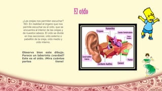 El oído
¿Las orejas nos permiten escuchar?
NO. En realidad el órgano que nos
permite escuchar es el oído, que se
encuentra al interior de las orejas y
de nuestra cabeza. El oído se divide
en tres secciones: oído externo o
pabellón de la oreja, oído medio y
oído interno.
Observa bien este dibujo.
Parece un laberinto ¿verdad?
Este es el oído. ¡Mira cuántas
partes tiene!
 