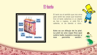 El tacto
El tacto es el sentido que nos sirve
para sentir las cosas que tocamos.
Con el tacto sabemos si un objeto
es liso o rugoso, si está frio o
caliente, si es blando o duro.
Este es un dibujo de la piel.
La piel es una capa fina que
cubre todo nuestro cuerpo y
nos permite sentir.
 