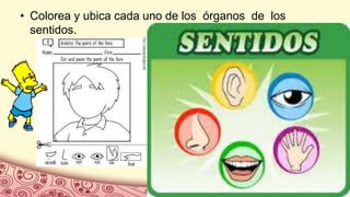 • Colorea y ubica cada uno de los órganos de los
sentidos.
 