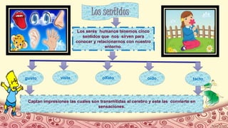 Los seres humanos tenemos cinco
sentidos que nos sirven para
conocer y relacionarnos con nuestro
entorno.
gusto vista olfato oído tacto
Captan impresiones las cuales son transmitidas al cerebro y este las convierte en
sensaciones.
 