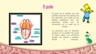 El gusto
El gusto es el sentido que nos
permite reconocer los sabores de
los alimentos, por medio de las
papilas gustativas, que son
pequeños bultos que se
encuentran en la base de la
lengua.
La sensación que un alimento
produce en el sentido del gusto
se llama sabor. Los alimentos
pueden ser dulces o salados,
ácidos o amargos.
 