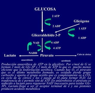Producción anaeróbica de ATP en la glicólisis: Por c/mol de G se
forman 2 mols de Gly-3P y 2 mols de ATP lo que es mucho menos
eficiente que la fosforilación aeróbica. Cuando hay O2 el piruvato
que es el último metabolito formado, es oxidado pierde grupo
carboxilo y aporta el grupo acetilo que es completamente ox a CO2
en ciclo de ác cítrico y los é pasan al O2 para formar H2O. La
tranferencia de é permite sínt de ATP. En anaerobiosis el piruvato es
reducido a lactato para regenerar NAD+(necesario para oxidar Gly-
3P). Lactato llega a ser el aceptor terminal de é y sus protones
producen acidosis metabólica
NADH
4 ATP
GLUCOSA
Gliceraldehido 3-P
Piruvato
Lactato
Glicógeno
2 ATP
2 ADP
1 ATP
1 ADP
4 ADP
NAD
anaerobiosis
Ciclo ác cítrico
aerobiosis
 