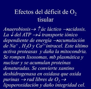 Efectos del déficit de O2
tisular
Anaerobiosis  ác láctico acidosis.
La  del ATP  transporte iónico
dependiente de energía acumulación
de Na+ , H2O y Ca2+intracel. Este último
activa proteasas y daña la mitocondria.
Se rompen lisosomas, mb plasmática y
nuclear y se acumulan proteínas
denaturadas. Se convierte xantino
deshidrogenasa en oxidasa que oxida
purinas  rad libres de O2 
lipoperoxidación y daño integridad cel.
 
