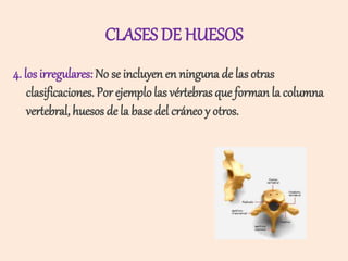 CLASES DE HUESOS
4. los irregulares: No se incluyen en ninguna de las otras
clasificaciones. Por ejemplolas vértebras que ...
