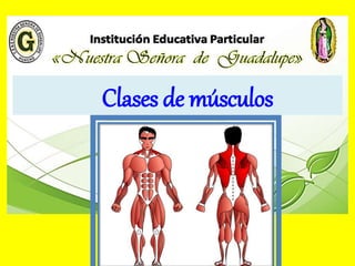 Clases de músculos
 