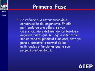 AIEP
AIEP
-
CHILE
Primera Fase
Se refiere a la estructuración o
construcción del organismo. En ella,
partiendo de una célula, se van
diferenciando y definiendo los tejidos y
órganos, hasta que se llega a integrar el
ser en toda su plenitud funcional, apto ya
para el desarrollo normal de las
actividades o funciones que le son
propias o específicas.
 