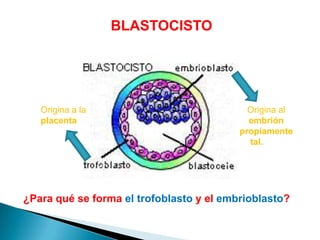 BLASTOCISTO
¿Para qué se forma el trofoblasto y el embrioblasto?
Origina a la
placenta
Origina al
embrión
propiamente
tal.
 