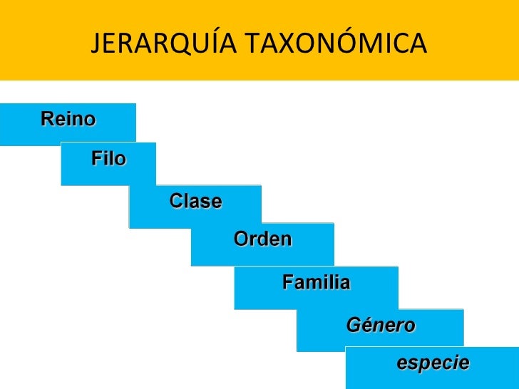 C L A S E S O B R E C L A S I F I C A C IÓ N, F I L O G E N I A Y…