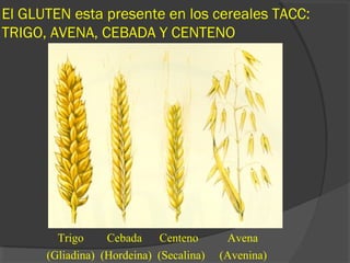El GLUTEN esta presente en los cereales TACC:
TRIGO, AVENA, CEBADA Y CENTENO
Trigo Cebada Centeno Avena
(Gliadina) (Hordeina) (Secalina) (Avenina)
 