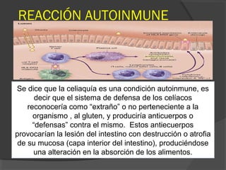 REACCIÓN AUTOINMUNE
Se dice que la celiaquía es una condición autoinmune, es
decir que el sistema de defensa de los celíacos
reconocería como “extraño” o no perteneciente a la
organismo , al gluten, y produciría anticuerpos o
“defensas” contra el mismo. Estos antiecuerpos
provocarían la lesión del intestino con destrucción o atrofia
de su mucosa (capa interior del intestino), produciéndose
una alteración en la absorción de los alimentos.
 
