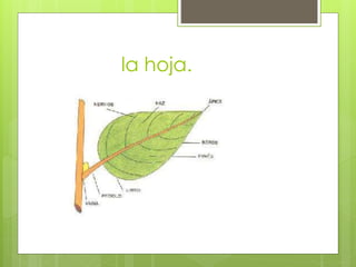 la hoja.
 