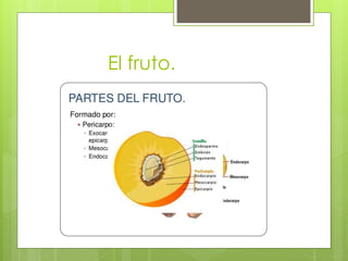 El fruto.
 