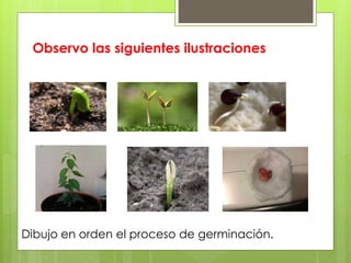 Observo las siguientes ilustraciones
Dibujo en orden el proceso de germinación.
 