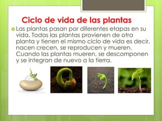 Ciclo de vida de las plantas
 Las plantas pasan por diferentes etapas en su
vida. Todas las plantas provienen de otra
planta y tienen el mismo ciclo de vida es decir,
nacen crecen, se reproducen y mueren.
Cuando las plantas mueren, se descomponen
y se integran de nuevo a la tierra.
 