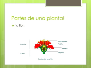 Partes de una planta!
 la flor:
 