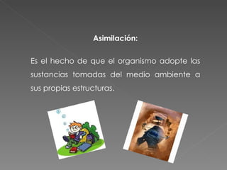 Asimilación: Es el hecho de que el organismo adopte las sustancias tomadas del medio ambiente a sus propias estructuras. 