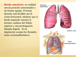 CLASES PULMONES.pptx