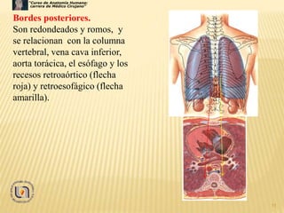 11
Bordes posteriores.
Son redondeados y romos, y
se relacionan con la columna
vertebral, vena cava inferior,
aorta torácica, el esófago y los
recesos retroaórtico (flecha
roja) y retroesofágico (flecha
amarilla).
“Curso de Anatomía Humana:
carrera de Médico Cirujano”
 