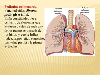13
Pedículos pulmonares.
(lat. pedicŭlus, dinepes,
pedis, pie o tallo).
Están constituidos por el
conjunto de elementos que
penetran o salen de cada uno
de los pulmones a través de
los hilios, y que se hallan
rodeados por tejido conectivo,
una vaina propia y la pleura
pedicular.
Pedículo
pulmonar
izquierdo
Pedículo
pulmonar
derecho
 