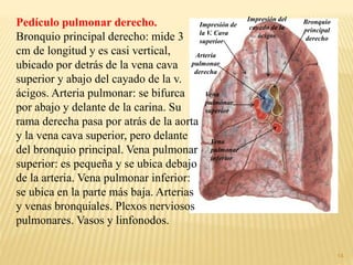 14
Pedículo pulmonar derecho.
Bronquio principal derecho: mide 3
cm de longitud y es casi vertical,
ubicado por detrás de la vena cava
superior y abajo del cayado de la v.
ácigos. Arteria pulmonar: se bifurca
por abajo y delante de la carina. Su
rama derecha pasa por atrás de la aorta
y la vena cava superior, pero delante
del bronquio principal. Vena pulmonar
superior: es pequeña y se ubica debajo
de la arteria. Vena pulmonar inferior:
se ubica en la parte más baja. Arterias
y venas bronquiales. Plexos nerviosos
pulmonares. Vasos y linfonodos.
Impresión de
la V. Cava
superior
Arteria
pulmonar
derecha
Bronquio
principal
derecho
Vena
pulmonar
superior
Vena
pulmonar
inferior
Impresión del
cayado de la
ácigos
 