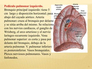 15
Pedículo pulmonar izquierdo.
Bronquio principal izquierdo: tiene 5
cm largo y disposición horizontal; pasa
abajo del cayado aórtico. Arteria
pulmonar: cruza al bronquio por delante
y se sitúa arriba del mismo. Se relaciona
con los nervios cardíacos, el ganglio de
Wrisberg, el arco arterioso y el nervio
laríngeo recurrente izquierdo. Vena
pulmonar superior: es corta y pasa por
delante del bronquio, debajo de la
arteria pulmonar. V. pulmonar inferior:
es posteroinferior. Vasos bronquiales.
Plexos nerviosos pulmonares. Vasos y
linfonodos.
Vena
pulmonar
superior
Vena
pulmonar
inferior
Impresión
cayado
aórtico
Arteria
pulmonar
izquierda
Bronquio
principal
izquierdo
 