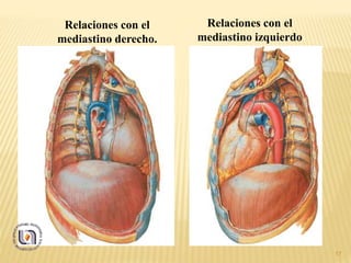 17
Relaciones con el
mediastino derecho.
Relaciones con el
mediastino izquierdo
 