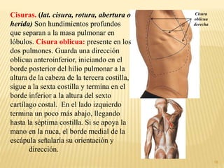 18
Cisuras. (lat. cisura, rotura, abertura o
herida) Son hundimientos profundos
que separan a la masa pulmonar en
lóbulos. Cisura oblicua: presente en los
dos pulmones. Guarda una dirección
oblicua anteroinferior, iniciando en el
borde posterior del hilio pulmonar a la
altura de la cabeza de la tercera costilla,
sigue a la sexta costilla y termina en el
borde inferior a la altura del sexto
cartílago costal. En el lado izquierdo
termina un poco más abajo, llegando
hasta la séptima costilla. Si se apoya la
mano en la nuca, el borde medial de la
escápula señalaría su orientación y
dirección.
Cisura
oblicua
derecha
 