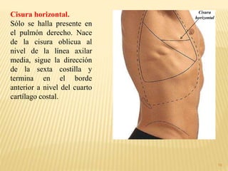 19
Cisura horizontal.
Sólo se halla presente en
el pulmón derecho. Nace
de la cisura oblicua al
nivel de la línea axilar
media, sigue la dirección
de la sexta costilla y
termina en el borde
anterior a nivel del cuarto
cartílago costal.
Cisura
horizontal
 