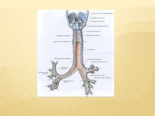 CLASES PULMONES.pptx