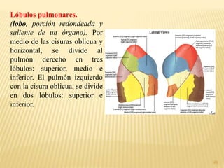 20
Lóbulos pulmonares.
(lobo, porción redondeada y
saliente de un órgano). Por
medio de las cisuras oblicua y
horizontal, se divide al
pulmón derecho en tres
lóbulos: superior, medio e
inferior. El pulmón izquierdo
con la cisura oblicua, se divide
en dos lóbulos: superior e
inferior.
 