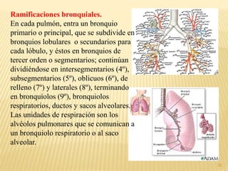 22
Ramificaciones bronquiales.
En cada pulmón, entra un bronquio
primario o principal, que se subdivide en
bronquios lobulares o secundarios para
cada lóbulo, y éstos en bronquios de
tercer orden o segmentarios; continúan
dividiéndose en intersegmentarios (4º),
subsegmentarios (5º), oblicuos (6º), de
relleno (7º) y laterales (8º), terminando
en bronquíolos (9º), bronquiolos
respiratorios, ductos y sacos alveolares.
Las unidades de respiración son los
alvéolos pulmonares que se comunican a
un bronquiolo respiratorio o al saco
alveolar.
 