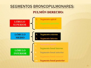 23
SEGMENTOS BRONCOPULMONARES:
PULMÓN DERECHO:
1. Segmento apical
2. Segmento posterior
3. Segmento anterior
4. Segmento externo
5. Segmento interno
6. Segmento apical
7. Segmento basal interno
8. Segmento basal anterior
9. Segmento basal externo
10. Segmento basal posterior
LÓBULO
SUPERIOR
LÓBULO
MEDIO
LÓBULO
INFERIOR
 