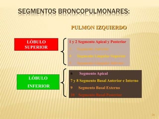 24
SEGMENTOS BRONCOPULMONARES:
PULMON IZQUIERDO
LÓBULO
SUPERIOR
LÓBULO
INFERIOR
1 y 2 Segmento Apical y Posterior
3 Segmento Anterior
4 Segmento Lingular Superior
5 Segmento Lingular Inferior
6 Segmento Apical
7 y 8 Segmento Basal Anterior e Interno
9 Segmento Basal Externo
10 Segmento Basal Posterior
 