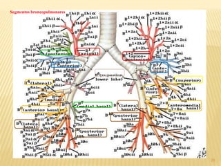 25
Segmentos broncopulmonares
 