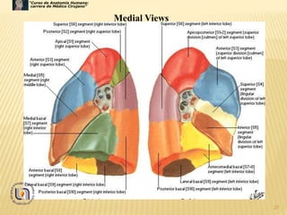 27
Medial Views
“Curso de Anatomía Humana:
carrera de Médico Cirujano”
 