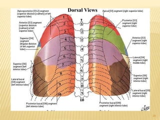 28
Dorsal Views
 