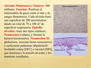 29
Alvéolos Pulmonares. Número: 300
millones. Función: Realizan el
intercambio de gases entre el aire y la
sangre (hematosis). Cada alvéolo tiene
una superficie de 200 micrómetros,
dando un total de 70 a 100 m2 de
superficie respiratoria. Epitelio
alveolar: tiene dos tipos celulares:
Neumocitos-I planos y forman la
barrera hematoaérea. Neumocitos-II:
globulosos, secretan factor tensioactivo
o surfactante pulmonar (dipalmitoil-
fosfatidil-colina [DFC] e inositol [DFI],
que disminuye la tensión alveolar y los
mantiene insuflados.
Alvéolos pulmonares
Neumocitos II Neumocitos I
 