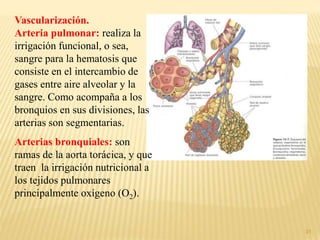 31
Vascularización.
Arteria pulmonar: realiza la
irrigación funcional, o sea,
sangre para la hematosis que
consiste en el intercambio de
gases entre aire alveolar y la
sangre. Como acompaña a los
bronquios en sus divisiones, las
arterias son segmentarias.
Arterias bronquiales: son
ramas de la aorta torácica, y que
traen la irrigación nutricional a
los tejidos pulmonares
principalmente oxígeno (O2).
 