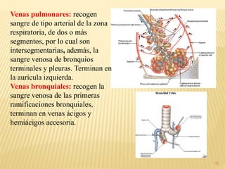 32
Venas pulmonares: recogen
sangre de tipo arterial de la zona
respiratoria, de dos o más
segmentos, por lo cual son
intersegmentarias, además, la
sangre venosa de bronquios
terminales y pleuras. Terminan en
la aurícula izquierda.
Venas bronquiales: recogen la
sangre venosa de las primeras
ramificaciones bronquiales,
terminan en venas ácigos y
hemiácigos accesoria.
 