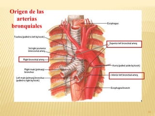 33
Origen de las
arterias
bronquiales
 