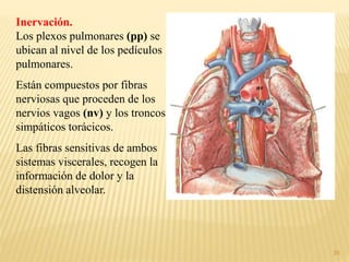 35
Inervación.
Los plexos pulmonares (pp) se
ubican al nivel de los pedículos
pulmonares.
Están compuestos por fibras
nerviosas que proceden de los
nervios vagos (nv) y los troncos
simpáticos torácicos.
Las fibras sensitivas de ambos
sistemas viscerales, recogen la
información de dolor y la
distensión alveolar.
pp
nv
 