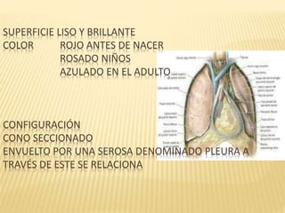 SUPERFICIE LISO Y BRILLANTE
COLOR ROJO ANTES DE NACER
ROSADO NIÑOS
AZULADO EN EL ADULTO
CONFIGURACIÓN
CONO SECCIONADO
ENVUELTO POR UNA SEROSA DENOMINADO PLEURA A
TRAVÉS DE ESTE SE RELACIONA
 