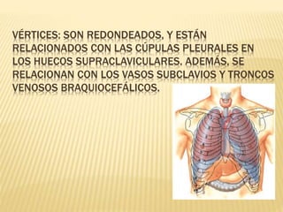 VÉRTICES: SON REDONDEADOS, Y ESTÁN
RELACIONADOS CON LAS CÚPULAS PLEURALES EN
LOS HUECOS SUPRACLAVICULARES. ADEMÁS, SE
RELACIONAN CON LOS VASOS SUBCLAVIOS Y TRONCOS
VENOSOS BRAQUIOCEFÁLICOS.
 