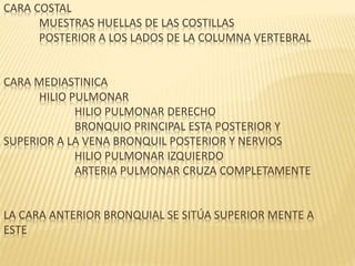 CARA COSTAL
MUESTRAS HUELLAS DE LAS COSTILLAS
POSTERIOR A LOS LADOS DE LA COLUMNA VERTEBRAL
CARA MEDIASTINICA
HILIO PULMONAR
HILIO PULMONAR DERECHO
BRONQUIO PRINCIPAL ESTA POSTERIOR Y
SUPERIOR A LA VENA BRONQUIL POSTERIOR Y NERVIOS
HILIO PULMONAR IZQUIERDO
ARTERIA PULMONAR CRUZA COMPLETAMENTE
LA CARA ANTERIOR BRONQUIAL SE SITÚA SUPERIOR MENTE A
ESTE
 