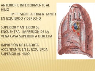 ANTERIOR E INFERIORMENTE AL
HILIO
IMPRESIÓN CARDIACA TANTO
EN IZQUIERDO Y DERECHO
SUPERIOR Y ANTERIOR SE
ENCUENTRA : IMPRESIÓN DE LA
VENA CAVA SUPERIOR A DERECHA
IMPRESIÓN DE LA AORTA
ASCENDENTE EN EL IZQUIERDA
SUPERIOR AL HILIO
 