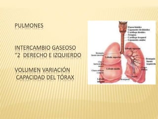 PULMONES
INTERCAMBIO GASEOSO
“2 DERECHO E IZQUIERDO
VOLUMEN VARIACIÓN
CAPACIDAD DEL TÓRAX
 